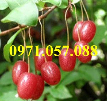 GIỐNG CÂY NHÓT NGỌT